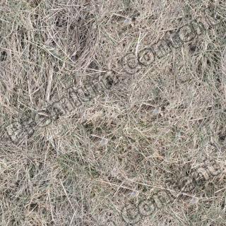High Resolution Seamless Grass Texture 0011
